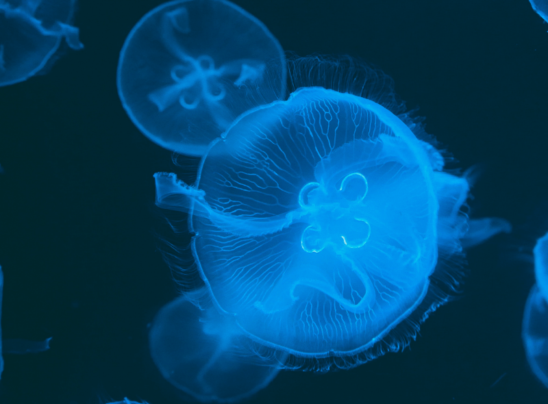 The blue jellyfish