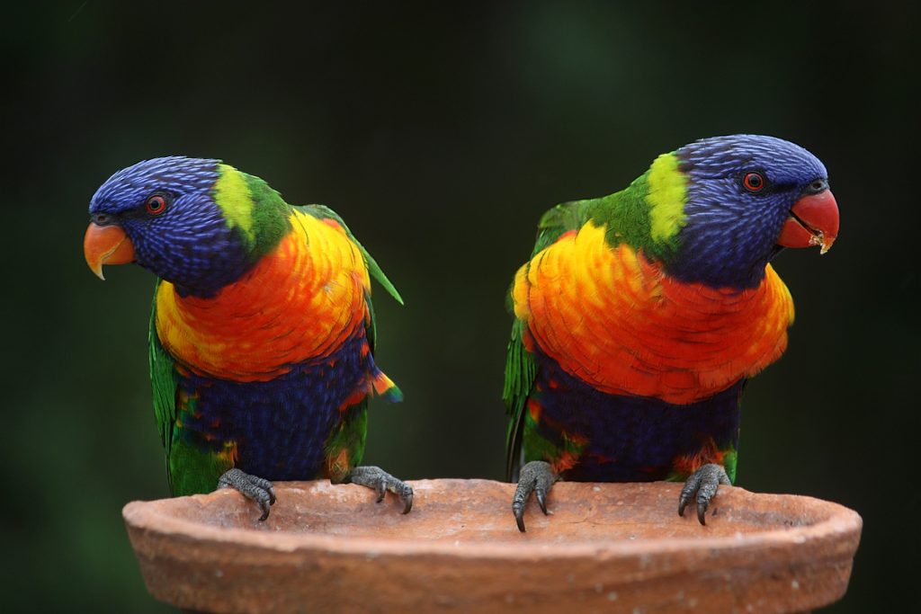 rainbow-lorikeets