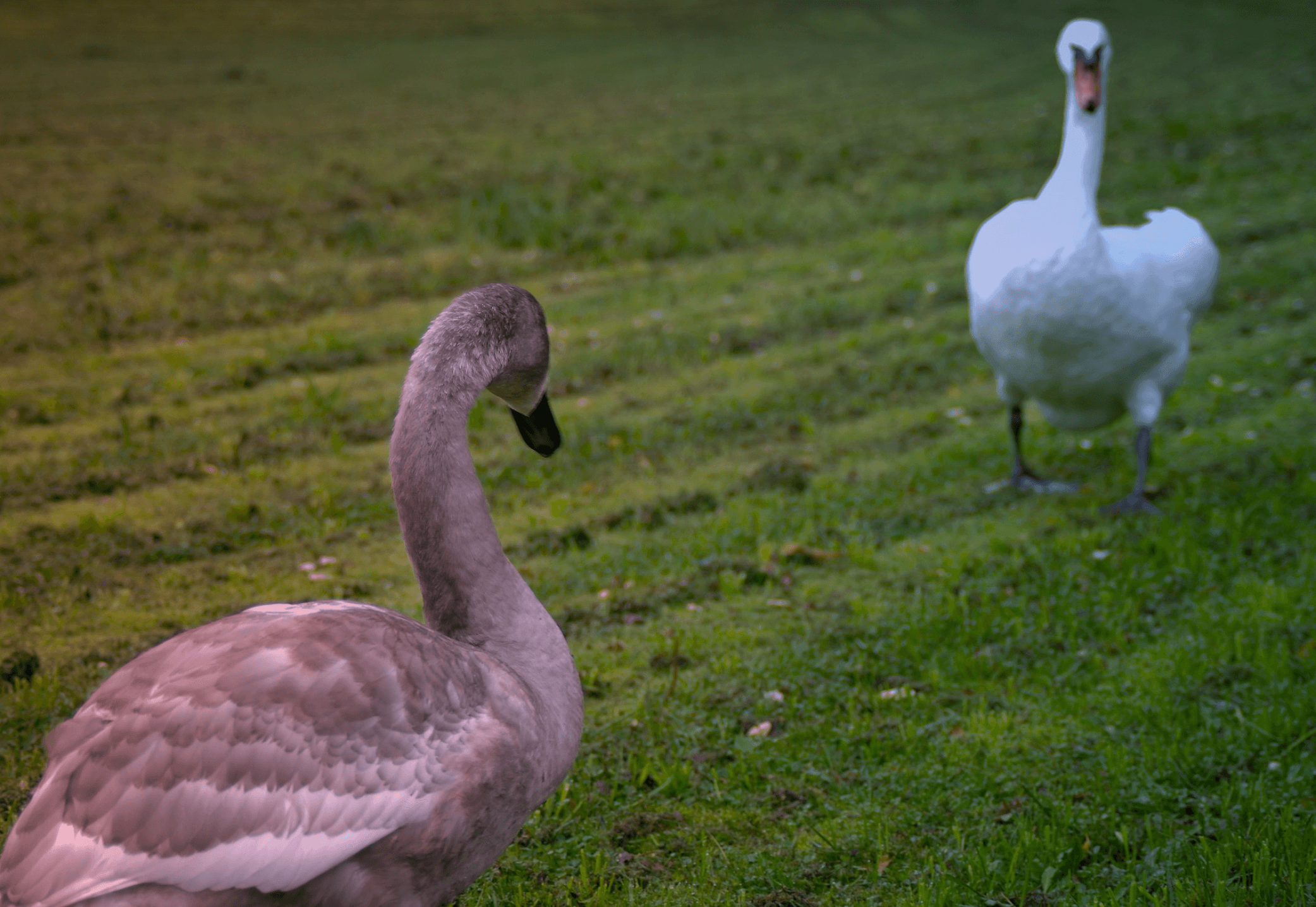 Two geese standing next to each other on a grassy field